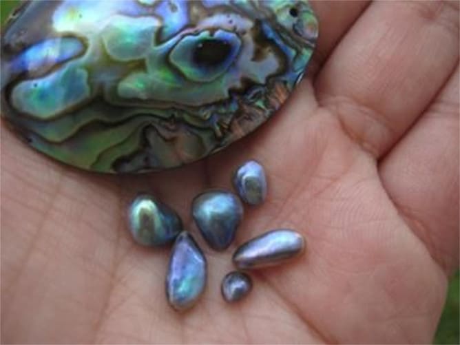 Perla del molusco abalone