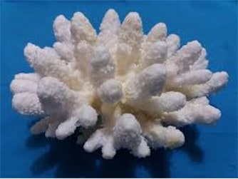 Coral de color blanco