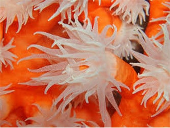 Coral de color naranja
