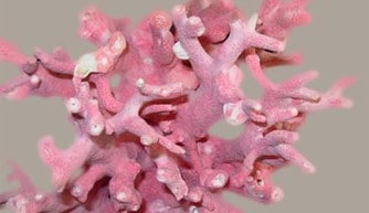 Coral de color rosa